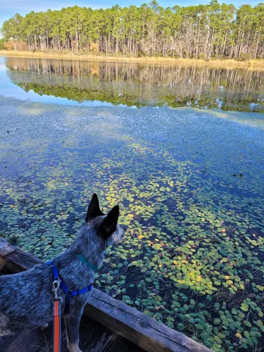 Best Hikes and Trails in Bear Lake Recreation Area | AllTrails