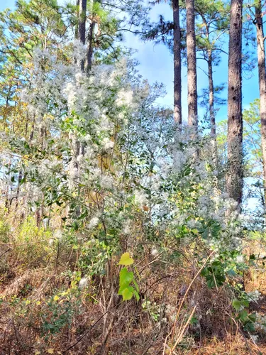 Best Hikes and Trails in Bear Lake Recreation Area | AllTrails