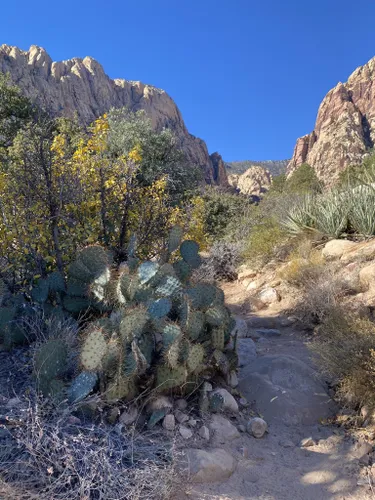 Best Hikes and Trails in Spring Mountain Ranch State Park | AllTrails