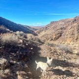 Griffith Canyon Petroglyphs, Nevada - 392 Reviews, Map | AllTrails