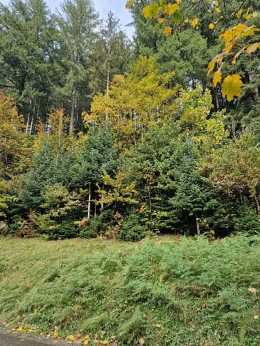 Vom Alisehof nach Wolfach