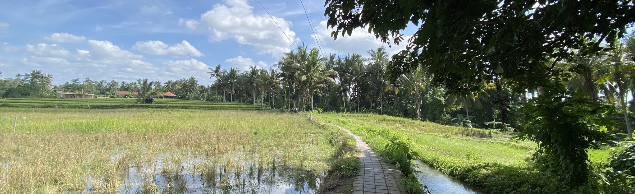 Sari Organic Walk, Bali, Indonesia - 59 Reviews, Map | AllTrails