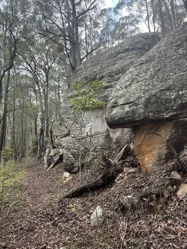 Best Forest Trails in Kulnura AllTrails