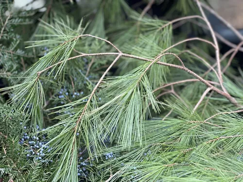 wompatuck state park bike trails