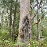 Platypus and Burraga Loop, New South Wales, Australia - 900 Reviews ...