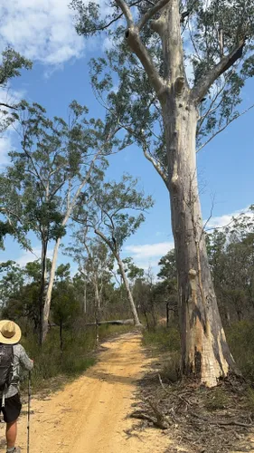 Best Hikes and Trails in Glass House Mountains Conservation Park ...