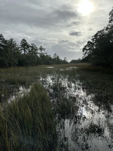 Best Hikes and Trails in Edisto Beach State Park | AllTrails