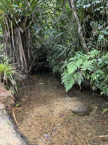 Best Hikes and Trails in Colo-I-Suva Forest Park | AllTrails