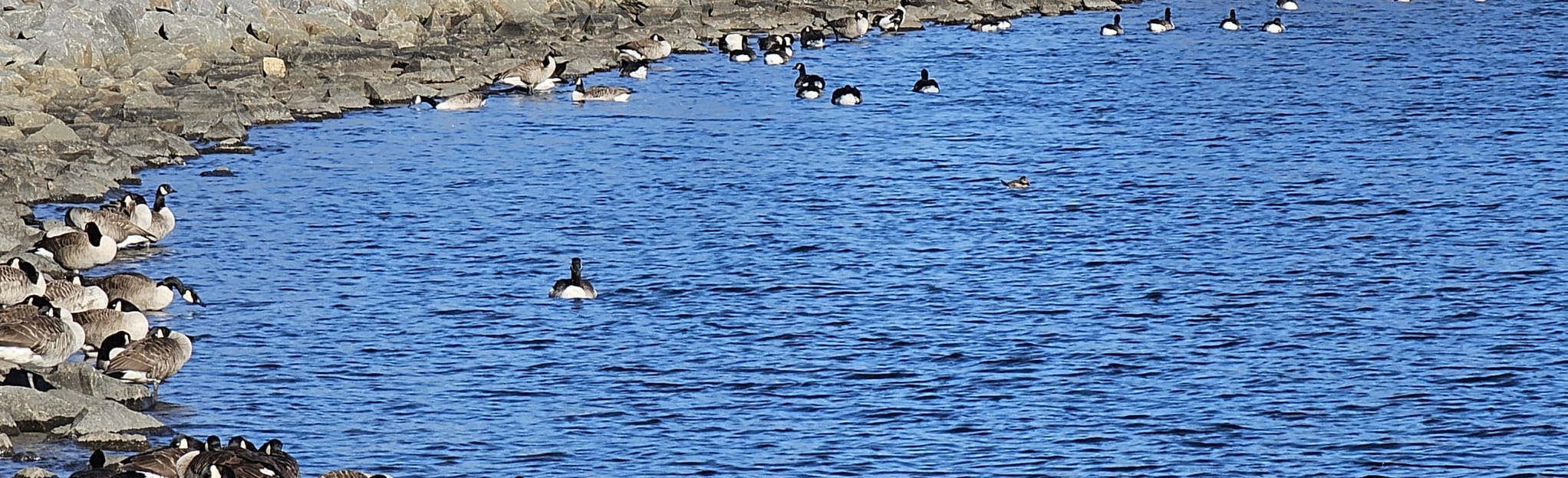 Brick Reservoir Loop, New Jersey 240 Reviews, Map AllTrails