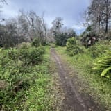 CREW Bird Rookery Swamp, Florida - 514 Reviews, Map | AllTrails