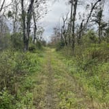 CREW Bird Rookery Swamp, Florida - 514 Reviews, Map | AllTrails