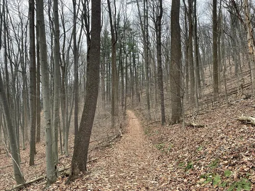 Nolde Forest State Park de beste - EyJidWNrZXQiOiJhc3NldHMuYWxsdHJhaWxzLmNvbSIsImtleSI6InVwbG9hZHMvcGhvdG8vaW1hZ2UvNjg5OTE5MTMvMjA2NjhiY2VkMmRjZTJhNzdlZjYyZmYyNmVhM2Q3ZWIuanBnIiwiZWRpdHMiOnsidG9Gb3JtYXQiOiJ3ZWJwIiwicmVzaXplIjp7IndpZHRoIjo1MDAsImhlaWdodCI6NTAwLCJmaXQiOiJpbnNpZGUifSwicm90YXRlIjpudWxsLCJqcGVnIjp7InRyZWxsaXNRdWFudGlzYXRpb24iOnRydWUsIm92ZXJzaG9vdERlcmluZ2luZyI6dHJ1ZSwib3B0aW1pc2VTY2FucyI6dHJ1ZSwicXVhbnRpc2F0aW9uVGFibGUiOjN9fX0=