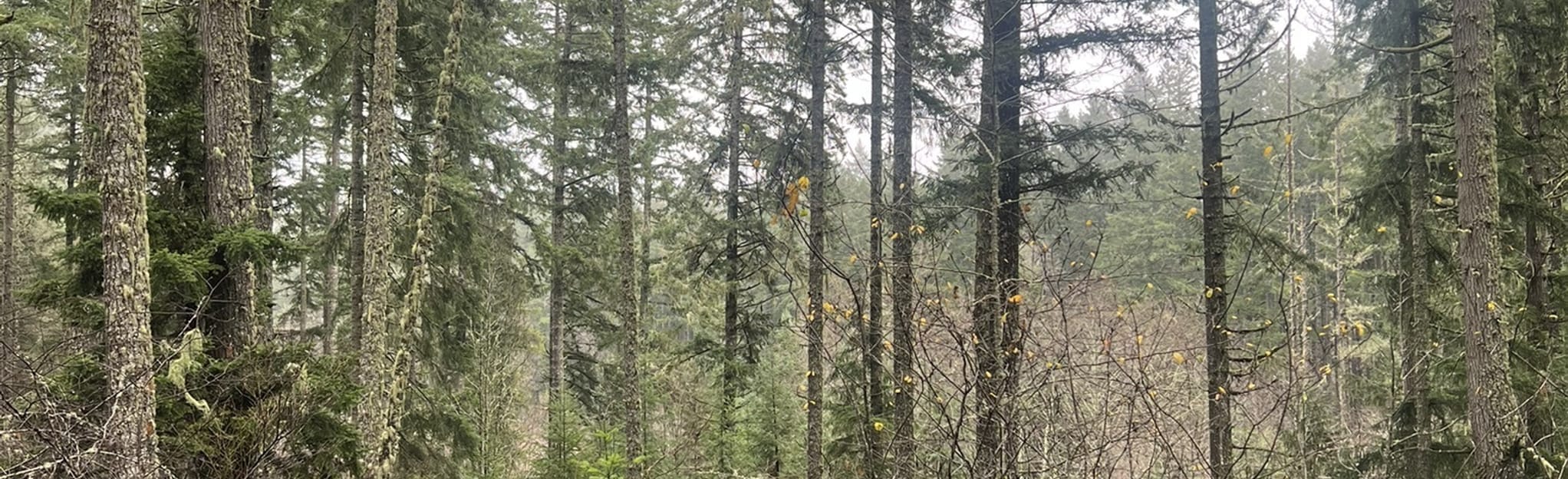 Vaughn Outer Loop Trail, Washington 20 Reviews, Map AllTrails