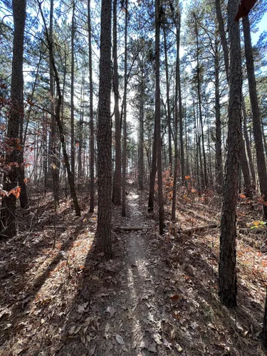 Best Hikes and Trails in Hawn State Park | AllTrails