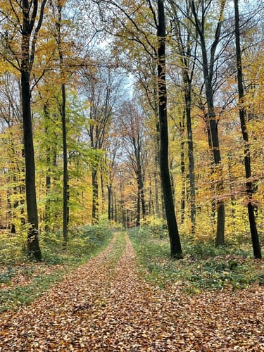 Saar-Hunsrück-Steig Etappe 16: Rhaunen - Sohren