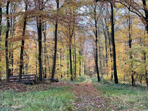 Saar-Hunsrück-Steig Etappe 16: Rhaunen - Sohren