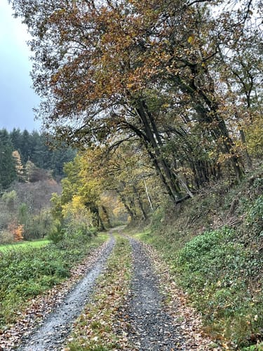 Saar-Hunsrück-Steig Etappe 16: Rhaunen - Sohren