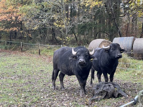 Saar-Hunsrück-Steig Etappe 16: Rhaunen - Sohren