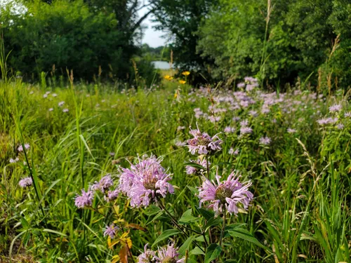 Best Hikes and Trails in Bald Eagle-Otter Lake Park | AllTrails