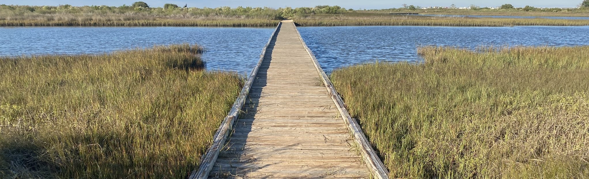 Oak Mott, Eskimo Curlew, and Clapper Rail Loop, Texas 182 Reviews