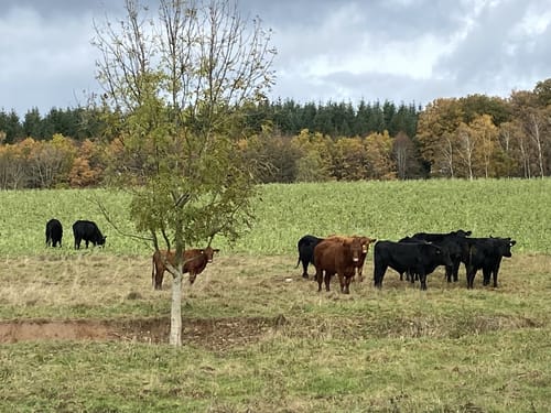 Von Wenzenbach durch den Bernhardswald