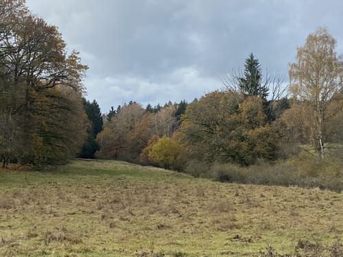 Von Wenzenbach durch den Bernhardswald
