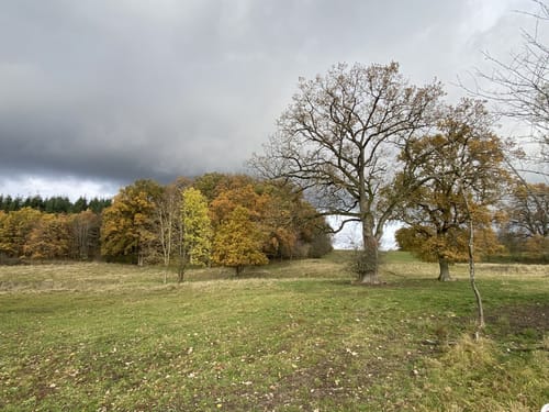 Von Wenzenbach durch den Bernhardswald