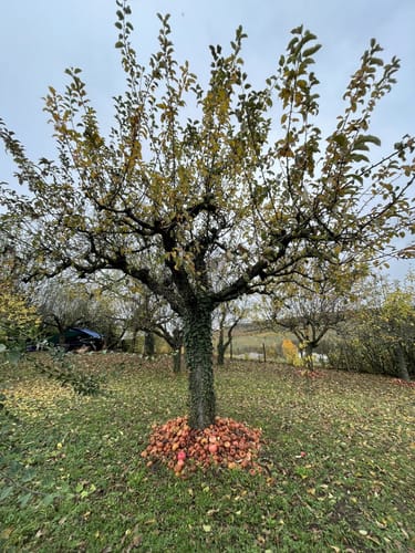 SB2 Vom Schozachtal zum Deinenbach - Weinwanderung