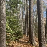 Mount Toby Trail, Massachusetts - 1,021 Reviews, Map | AllTrails