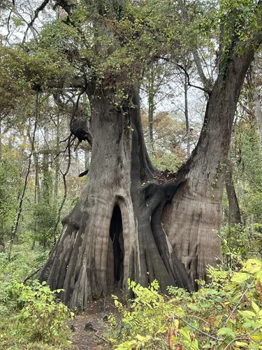 Best 10 Hiking Trails in Cat Island National Wildlife Refuge AllTrails
