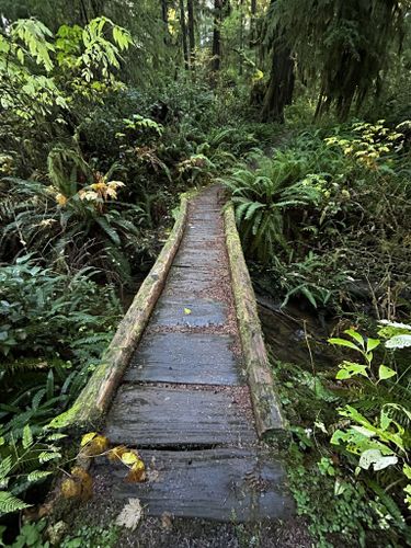 Kalaloch nature clearance trail