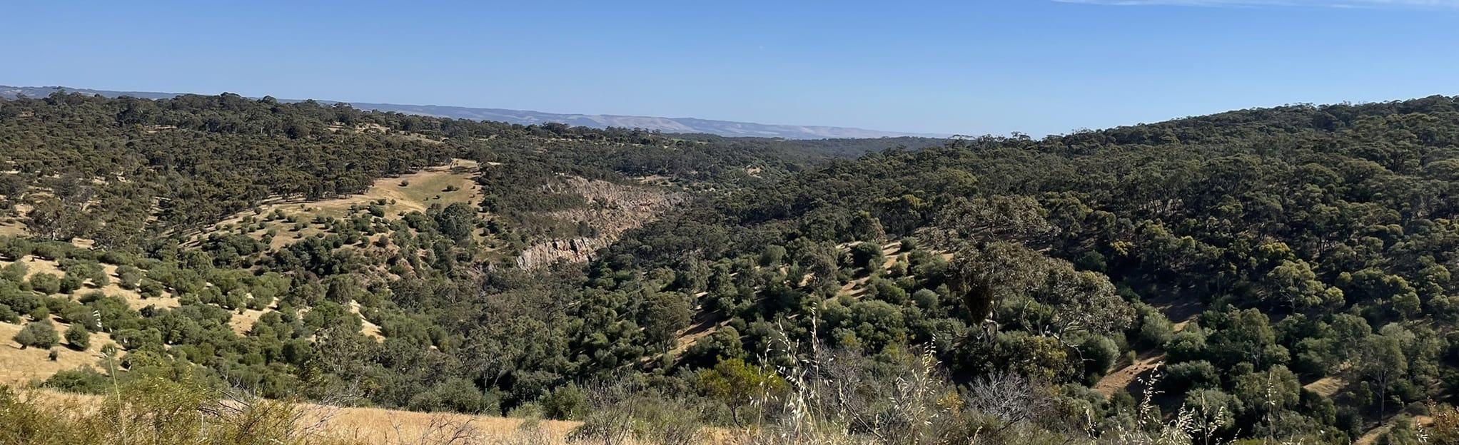 Onkaparinga Sundews, Bakers Gully, and Echidna Hike, South