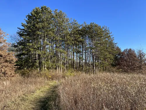 Best Hikes and Trails in Lyman Woods Forest Preserve | AllTrails