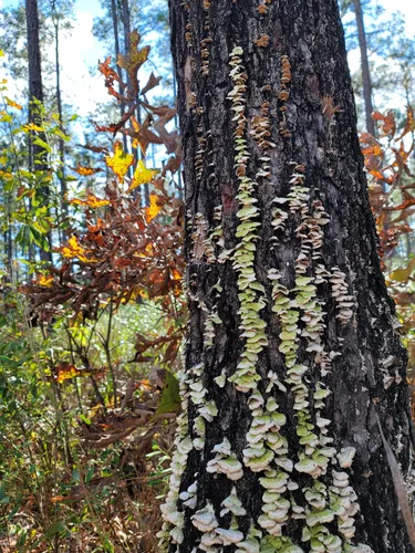 Best Hikes and Trails in Bear Lake Recreation Area | AllTrails