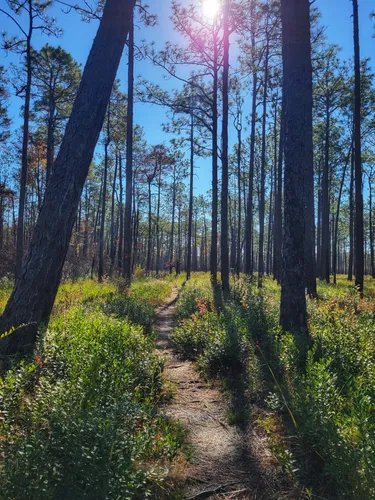 Best Hikes And Trails In Green Swamp Preserve | AllTrails