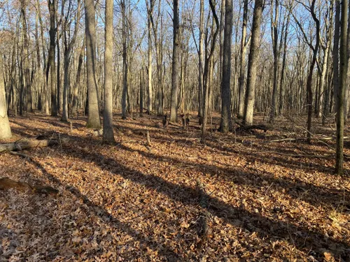 Oak Openings Preserve Metropark