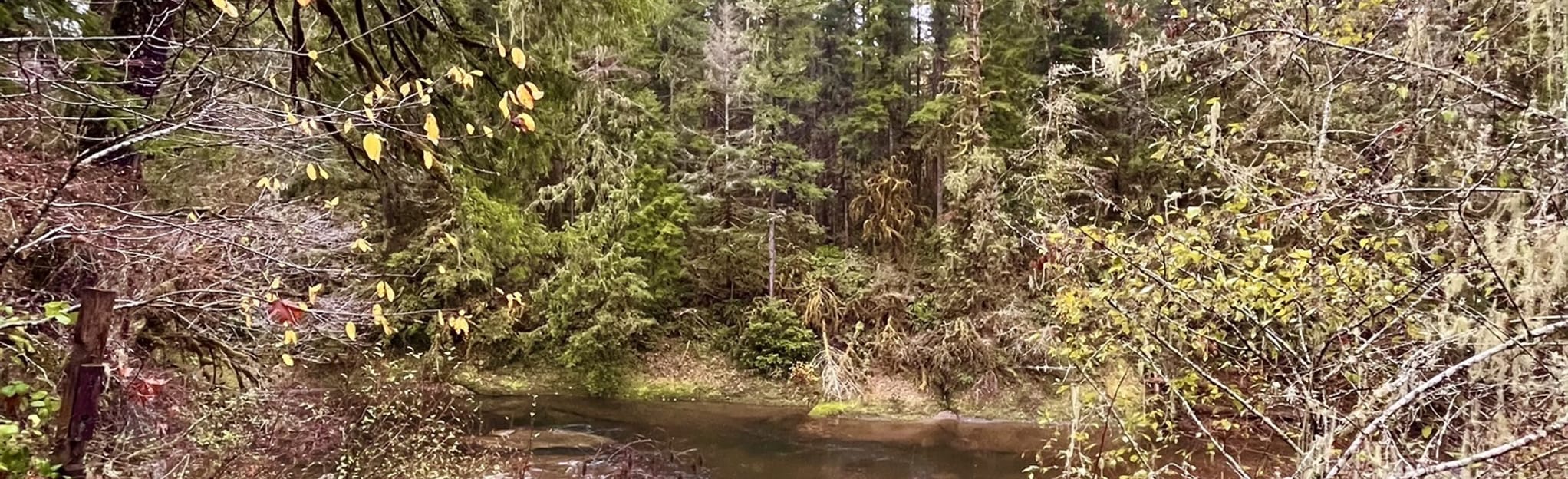 Soda Springs Trail, Oregon 101 Reviews, Map AllTrails