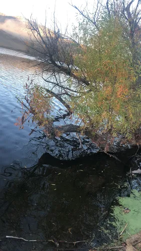 2023 Best Dogs On Leash Trails in Quail Valley | AllTrails