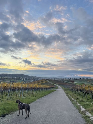 SB5 Unterwegs auf dem Württembergischen Weinwanderweg