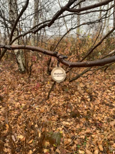 Escape to Nature's Embrace: Exploring Rumney Marsh Reservation