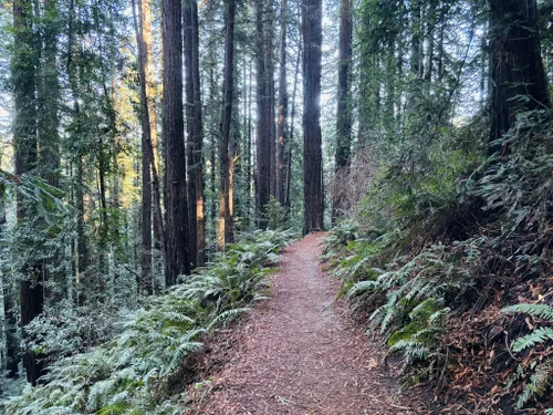 Best 10 Hikes and Trails in Reinhardt Redwood Regional Park | AllTrails