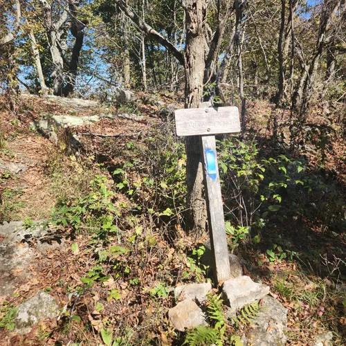 Best Forest Trails in Peterstown AllTrails