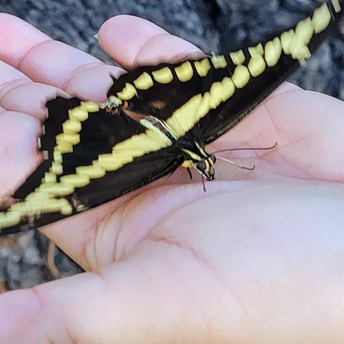 Best Hikes and Trails in Upland AllTrails