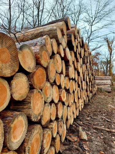 Wildgehege Raunheim und Raunheimer Waldsee ab Horlacher Becken 3