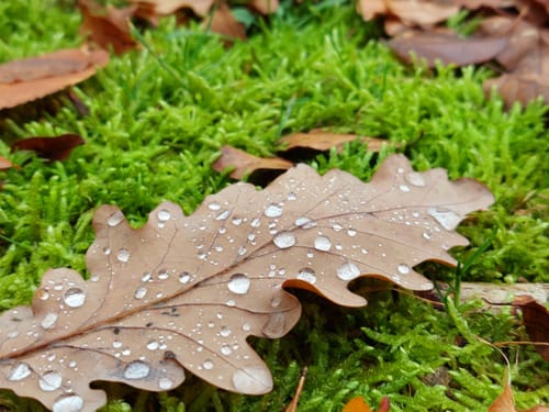 Wildgehege Raunheim und Raunheimer Waldsee ab Horlacher Becken 3