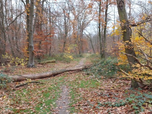 Wildgehege Raunheim und Raunheimer Waldsee ab Horlacher Becken 3