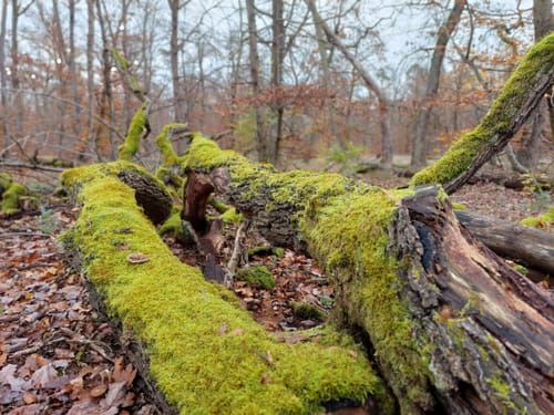 Wildgehege Raunheim und Raunheimer Waldsee ab Horlacher Becken 3
