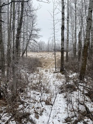 Best Cross Country Skiing Trails in Ministik Lake Game Bird Sanctuary ...