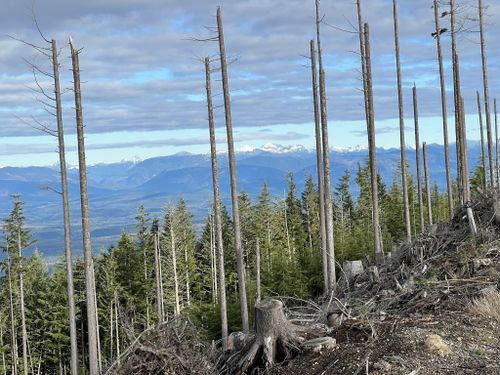 Forest affected by acid rain