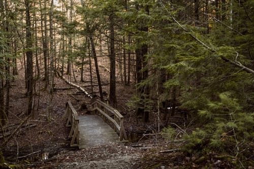 Photos of Rines Forest Maine trails AllTrails